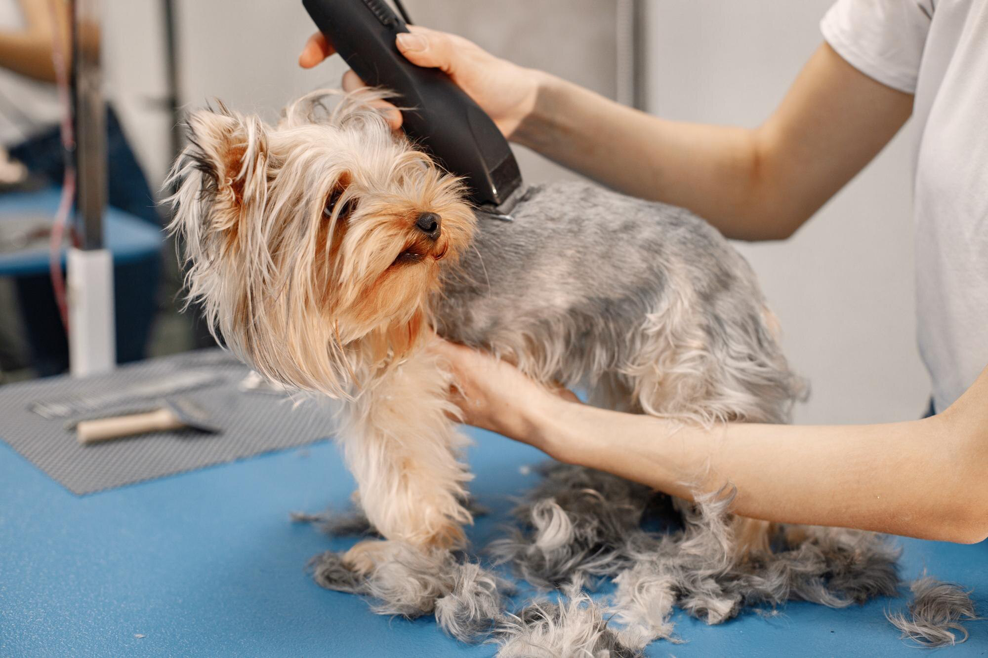 Peluquería canina